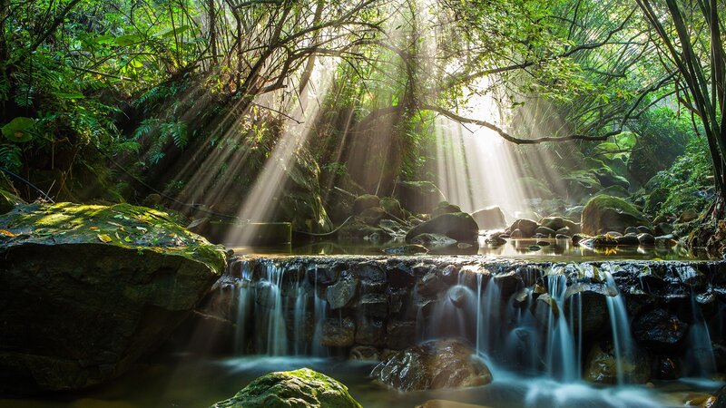 Sunlight Through Forest — Green, Serene, Morning, Photograph, Stream, Rocks