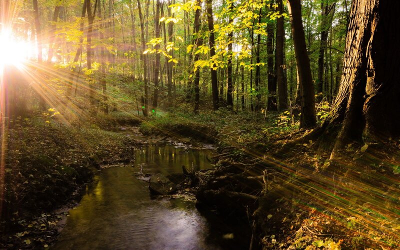 Sunlight Through Forest — Green, Serene, Morning, Photograph, Stream