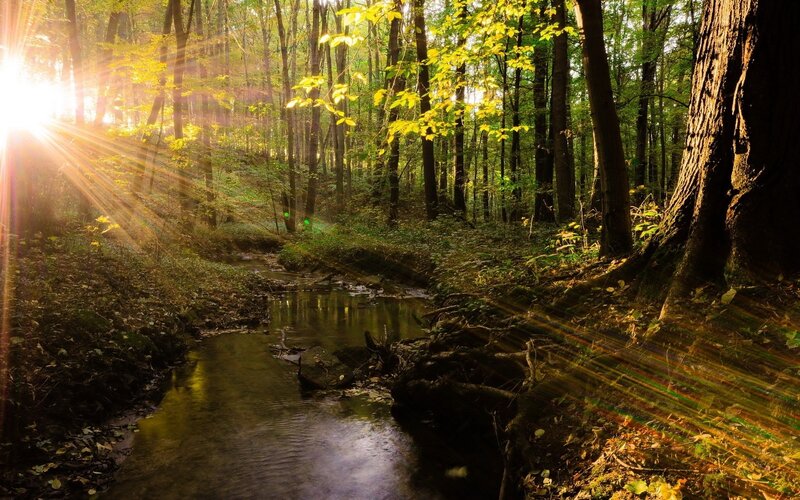 Sunlight Through Forest — Green, Serene, Morning, Photograph, Stream, Trees, Leaves, Yellow, Brown