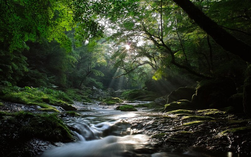 Sunlight Through Forest — Green, Serene, Morning, Photograph, Stream, Trees, Moss