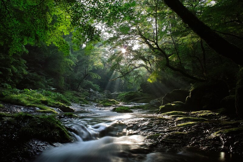 Sunlight Through Forest — Green, Serene, Morning, Photograph, Stream, Trees