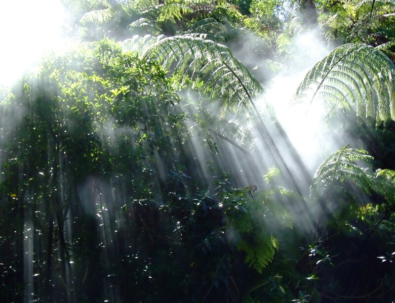 Sunlight Through Forest — Green, Serene, Morning, Photograph, Sunbeams, Ferns