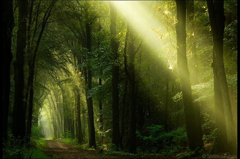 Sunlight Through Forest — Green, Serene, Morning, Photograph