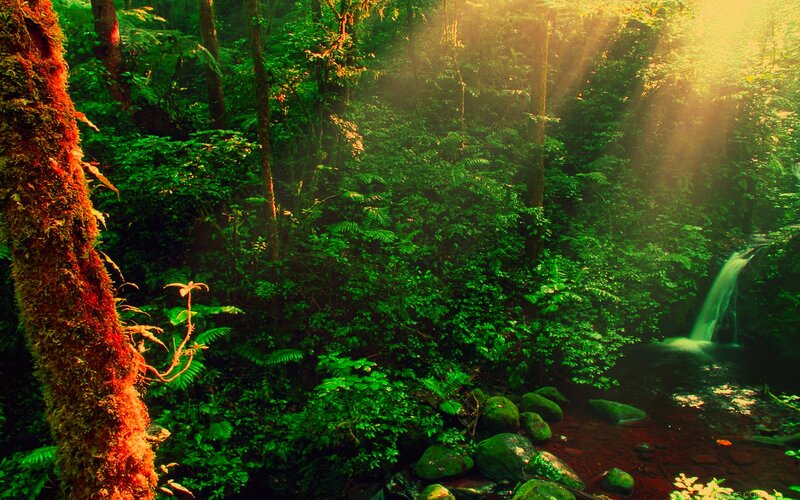 Sunlight Through Forest — Green, Serene, Morning, Photograph, Tree