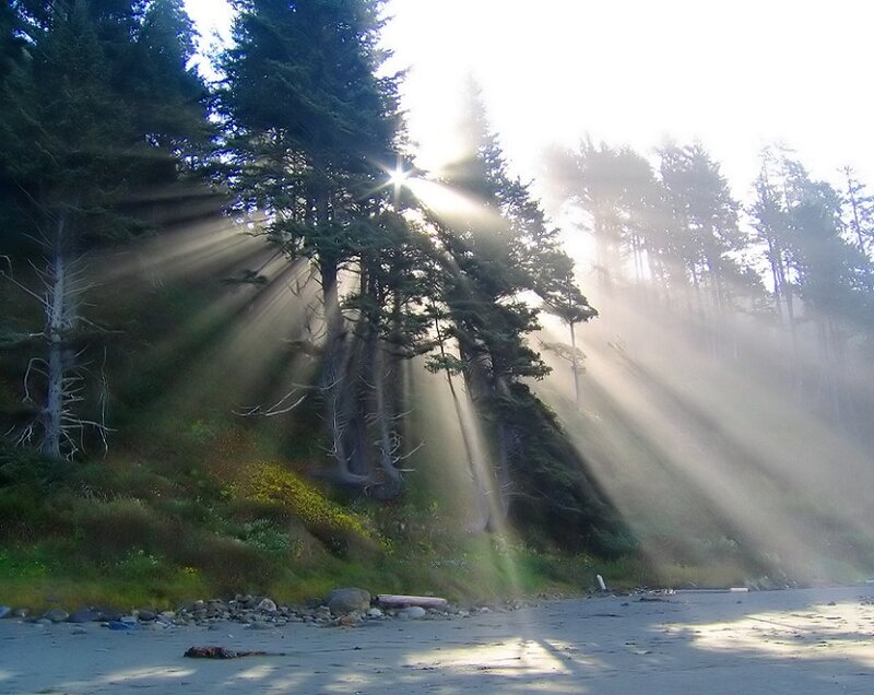 Sunlight Through Forest — Green, Serene, Morning, Photograph, Trees, Beach