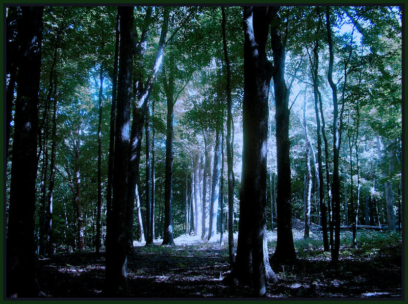 Sunlight Through Forest — Green, Serene, Morning, Photograph, Trees, Blue