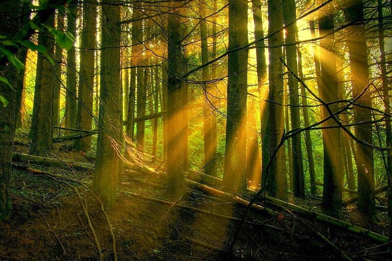 Sunlight Through Forest — Green, Serene, Morning, Photograph, Trees, Branches