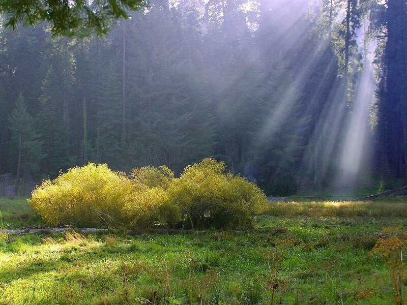 Sunlight Through Forest — Green, Serene, Morning, Photograph, Trees, Bushes, Grass