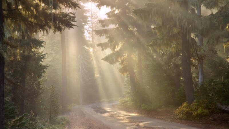 Sunlight Through Forest — Green, Serene, Morning, Photograph, Trees, Dirt Road, Moss