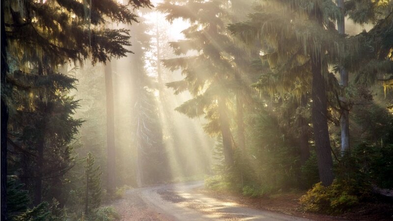 Sunlight Through Forest — Green, Serene, Morning, Photograph, Trees, Dirt Road