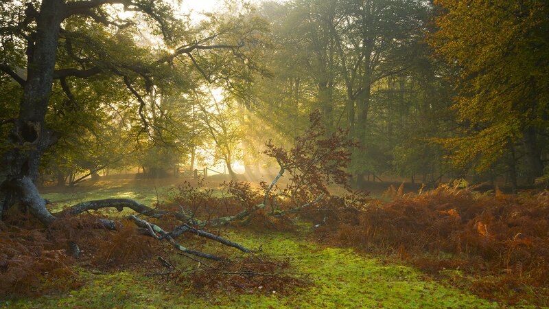 Sunlight Through Forest — Green, Serene, Morning, Photograph, Trees, Fallen Branch, Moss, Ferns