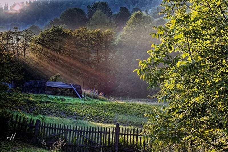 Sunlight Through Forest — Green, Serene, Morning, Photograph, Trees, Fence