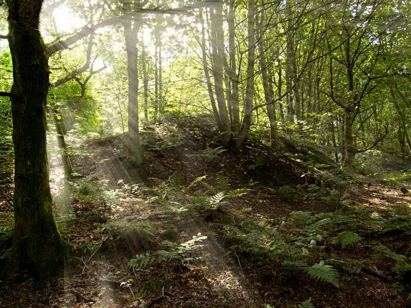 Sunlight Through Forest — Green, Serene, Morning, Photograph, Trees, Ferns, Dirt