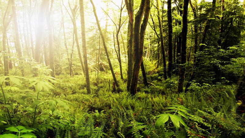 Sunlight Through Forest — Green, Serene, Morning, Photograph, Trees, Ferns, Foliage