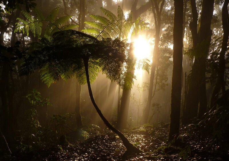 Sunlight Through Forest — Green, Serene, Morning, Photograph, Trees, Ferns, Mist