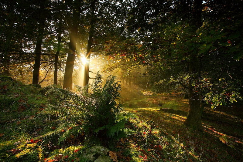 Sunlight Through Forest — Green, Serene, Morning, Photograph, Trees, Ferns, Moss