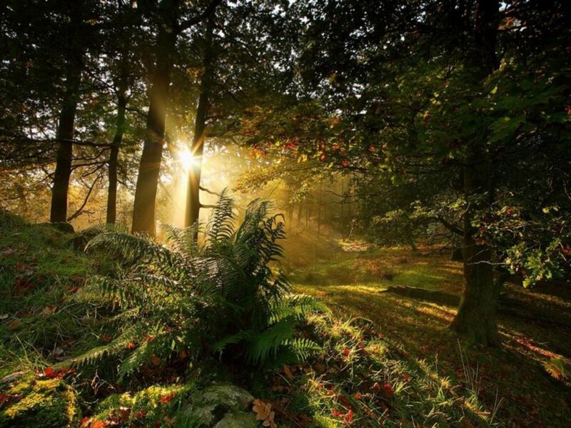 Sunlight Through Forest — Green, Serene, Morning, Photograph, Trees, Ferns, Moss, Yellow