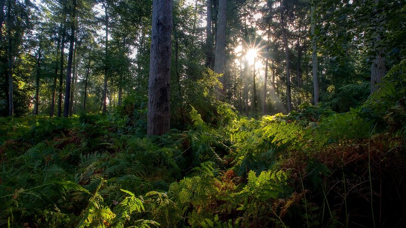 Sunlight Through Forest — Green, Serene, Morning, Photograph, Trees, Ferns, Sun