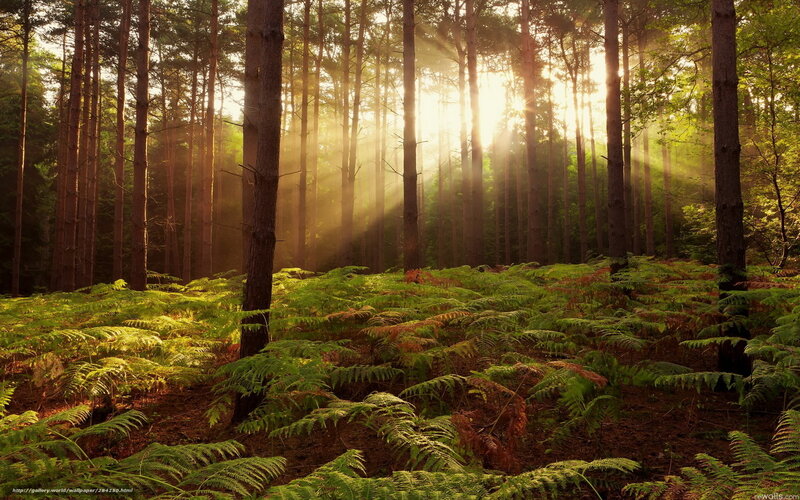 Sunlight Through Forest — Green, Serene, Morning, Photograph, Trees, Ferns, Sunbeams