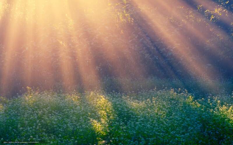 Sunlight Through Forest — Green, Serene, Morning, Photograph, Trees, Flowers, Mist