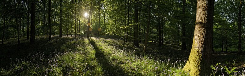 Sunlight Through Forest — Green, Serene, Morning, Photograph, Trees, Flowers, Moss