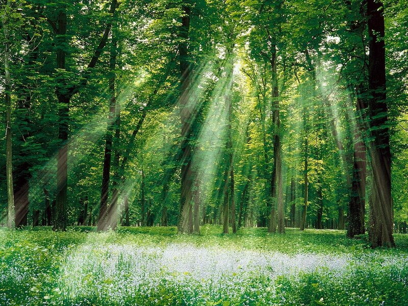 Sunlight Through Forest — Green, Serene, Morning, Photograph, Trees, Flowers, Sunbeams