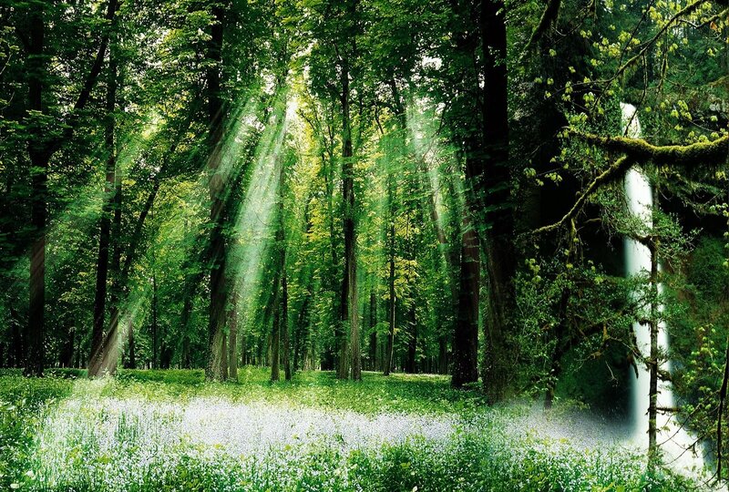 Sunlight Through Forest — Green, Serene, Morning, Photograph, Trees, Flowers, Waterfall