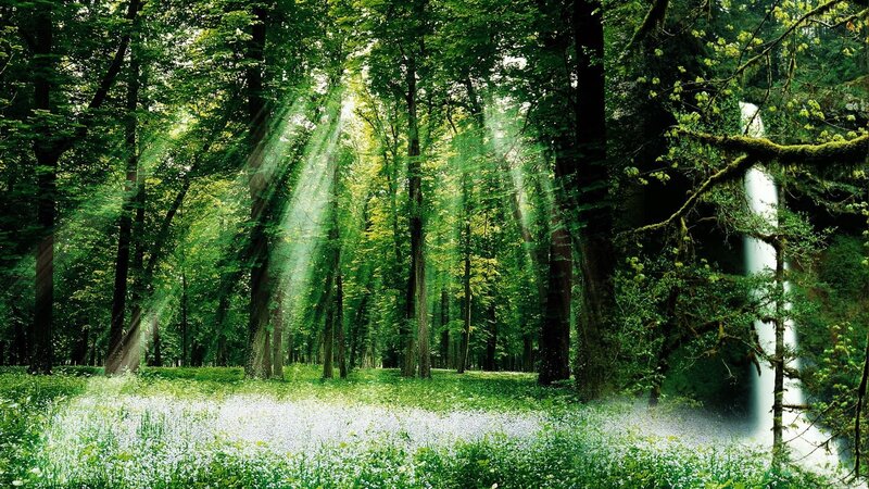 Sunlight Through Forest — Green, Serene, Morning, Photograph, Trees, Flowers, Waterfall, White