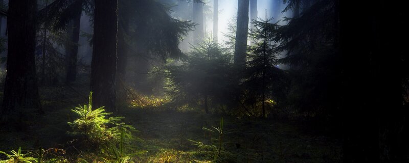 Sunlight Through Forest — Green, Serene, Morning, Photograph, Trees, Fog, Brown, Black