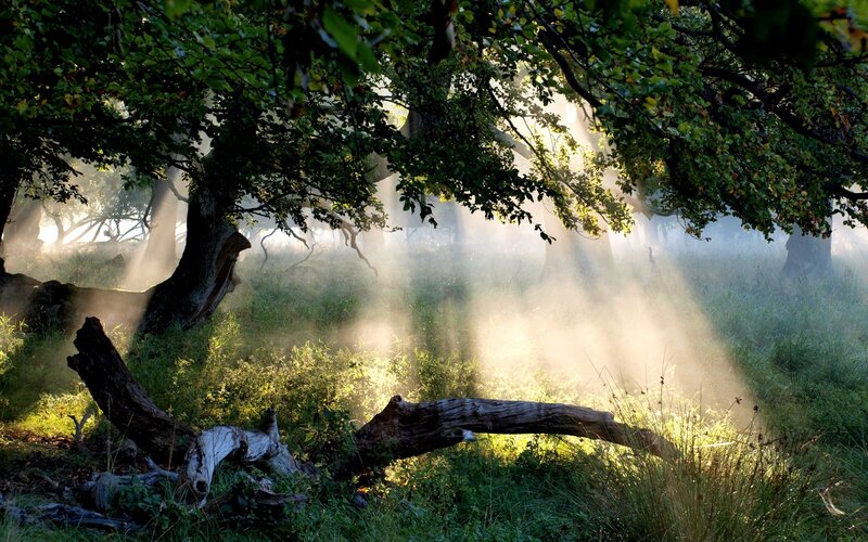 Sunlight Through Forest — Green, Serene, Morning, Photograph, Trees, Fog, Fallen Log