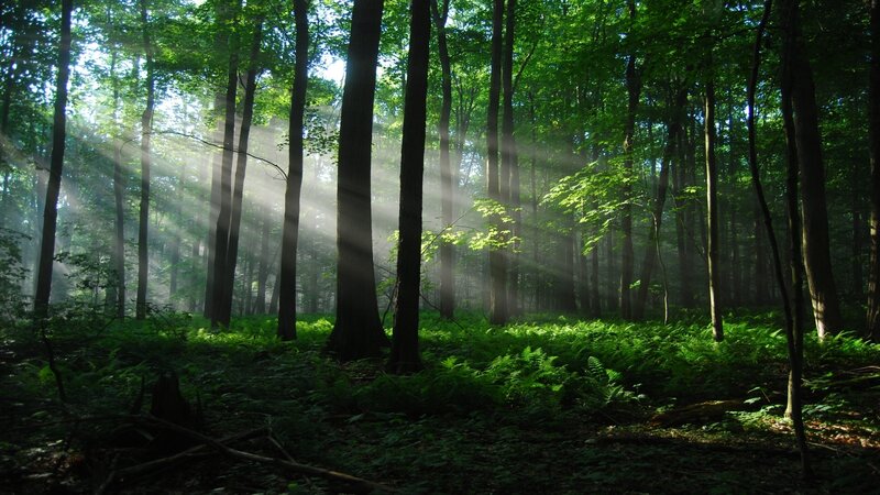 Sunlight Through Forest — Green, Serene, Morning, Photograph, Trees, Fog, Fern, Brown