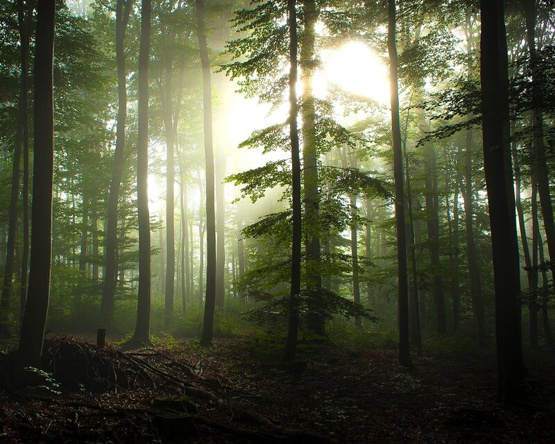Sunlight Through Forest — Green, Serene, Morning, Photograph, Trees, Fog, Forest Floor, Brown