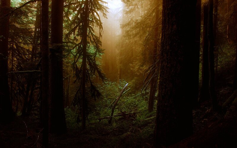 Sunlight Through Forest — Green, Serene, Morning, Photograph, Trees, Fog, Forest Floor