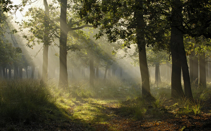 Sunlight Through Forest — Green, Serene, Morning, Photograph, Trees, Fog, Grass, Brown