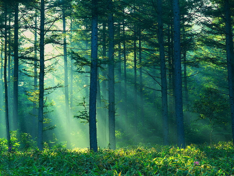 Sunlight Through Forest — Green, Serene, Morning, Photograph, Trees, Fog, Grass