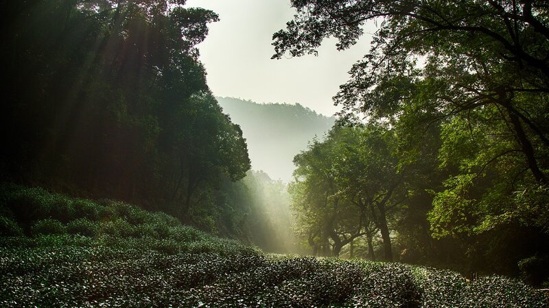 Sunlight Through Forest — Green, Serene, Morning, Photograph, Trees, Fog, Hills