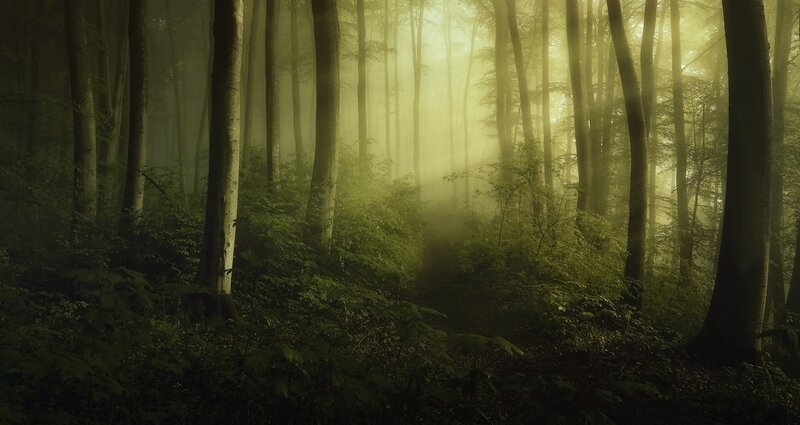 Sunlight Through Forest — Green, Serene, Morning, Photograph, Trees, Fog, Light