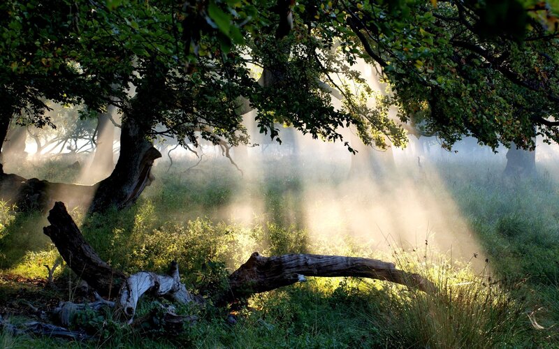 Sunlight Through Forest — Green, Serene, Morning, Photograph, Trees, Fog, Log, Grass, Brown