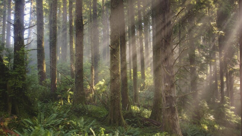 Sunlight Through Forest — Green, Serene, Morning, Photograph, Trees, Fog, Moss, Brown