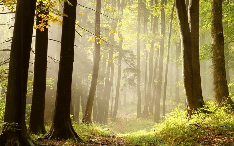 Sunlight Through Forest — Green, Serene, Morning, Photograph, Trees, Fog, Path, Brown