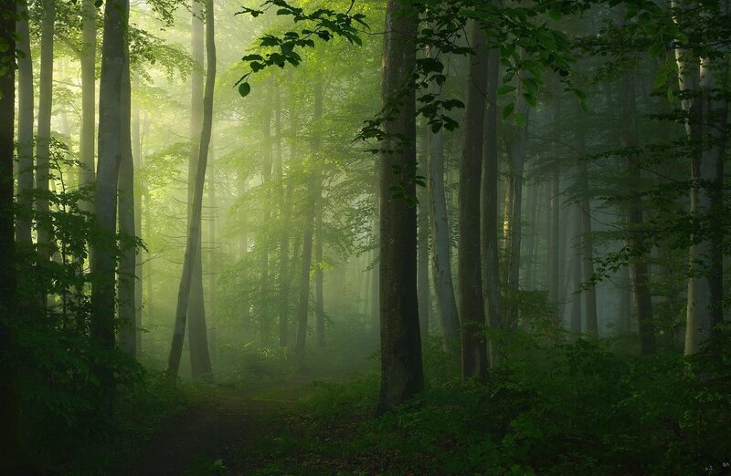 Sunlight Through Forest — Green, Serene, Morning, Photograph, Trees, Fog, Path, Brown, White