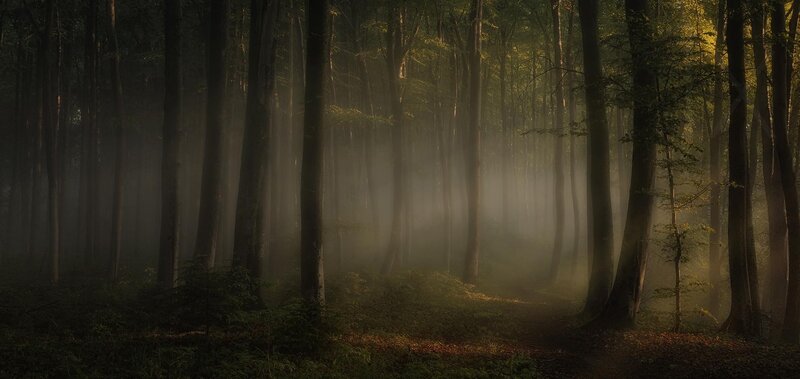 Sunlight Through Forest — Green, Serene, Morning, Photograph, Trees, Fog, Path, Brown, Yellow