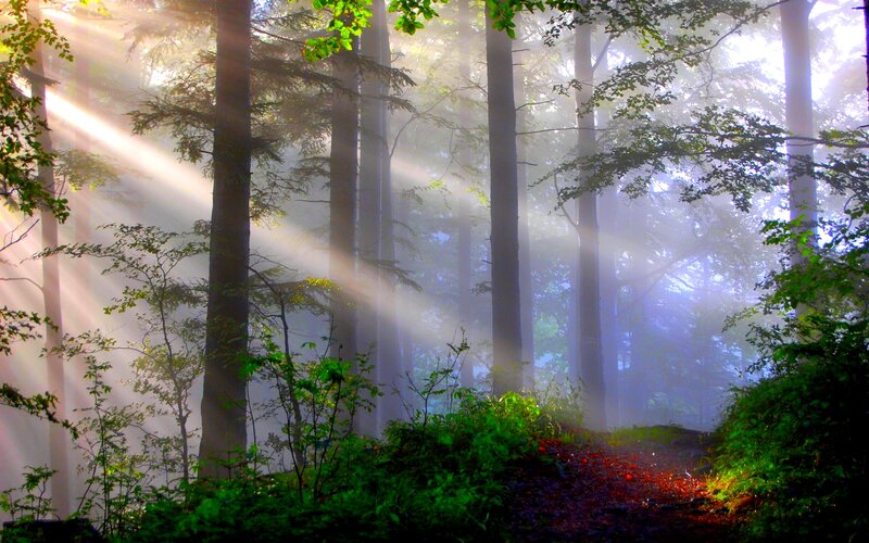 Sunlight Through Forest — Green, Serene, Morning, Photograph, Trees, Fog, Path, Leaves