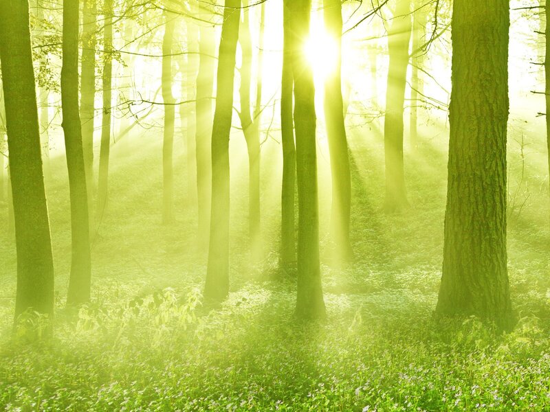 Sunlight Through Forest — Green, Serene, Morning, Photograph, Trees, Fog, Sunbeams, Flowers