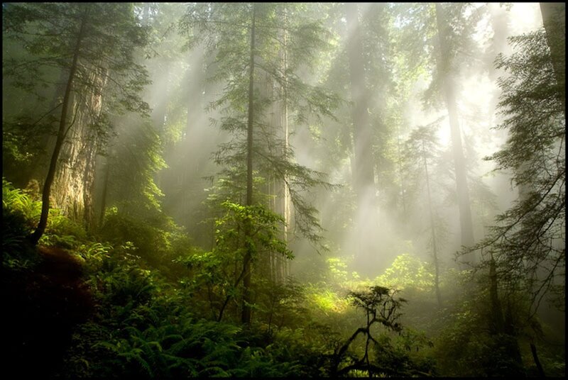 Sunlight Through Forest — Green, Serene, Morning, Photograph, Trees, Fog, Sunbeams