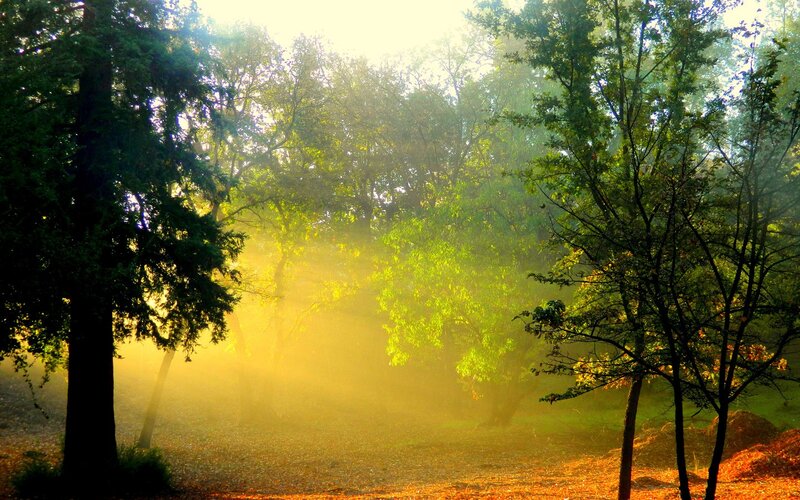 Sunlight Through Forest — Green, Serene, Morning, Photograph, Trees, Fog, Yellow