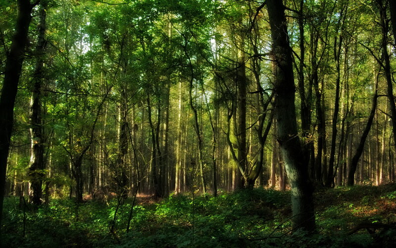Sunlight Through Forest — Green, Serene, Morning, Photograph, Trees, Foliage, Sunbeams, Brown