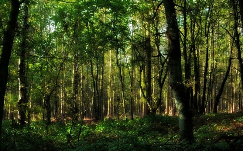 Sunlight Through Forest — Green, Serene, Morning, Photograph, Trees, Foliage, Sunbeams