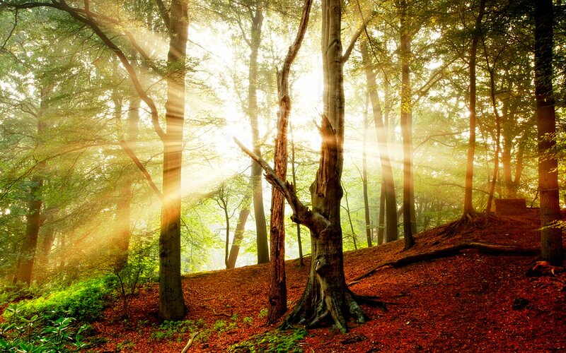 Sunlight Through Forest — Green, Serene, Morning, Photograph, Trees, Forest Floor, Sunbeams, Brown