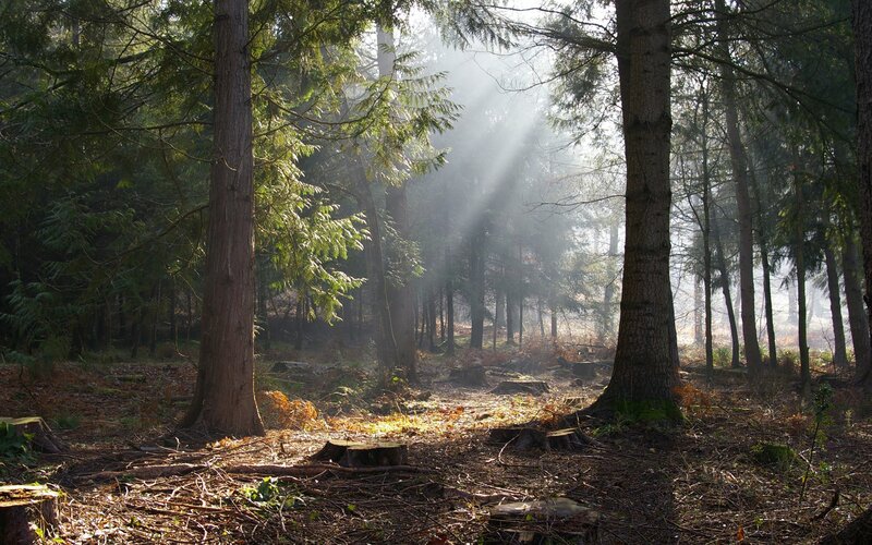 Sunlight Through Forest — Green, Serene, Morning, Photograph, Trees, Forest Floor, Sunbeams, Stumps